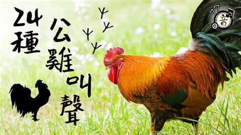 為什麼雞晚上會叫|【為什麼雞會叫】公雞為什麼會在半夜準時打鳴？解開背後的科學。